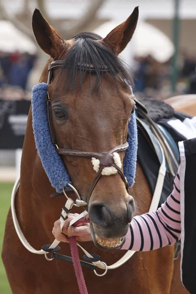 Cabeza de caballo de carrera lista para correr. Zona de Paddock . — Foto de Stock