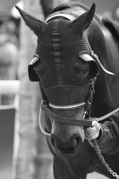 Cheval de course tête de détail prêt à courir. Zone Paddock . — Photo