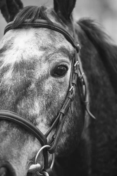 Závodní kůň hlavu detail připraven ke spuštění. Paddock oblast. — Stock fotografie