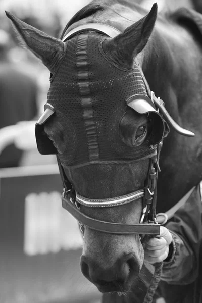 Ras hästhuvud med blinkers redo att köra. Paddock område. — Stockfoto