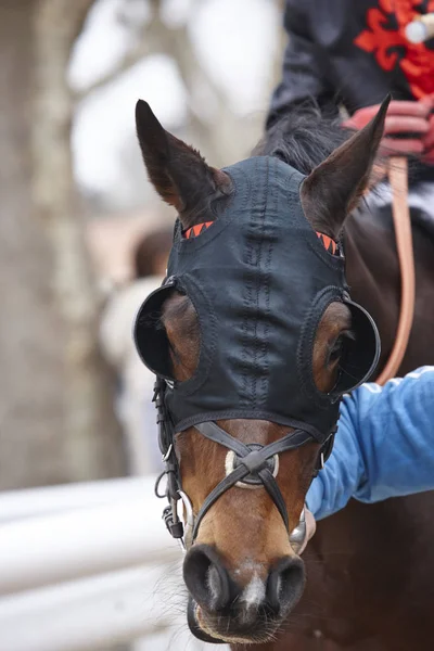 Závodní kůň hlavu s blinkry připraven ke spuštění. Paddock oblast. — Stock fotografie