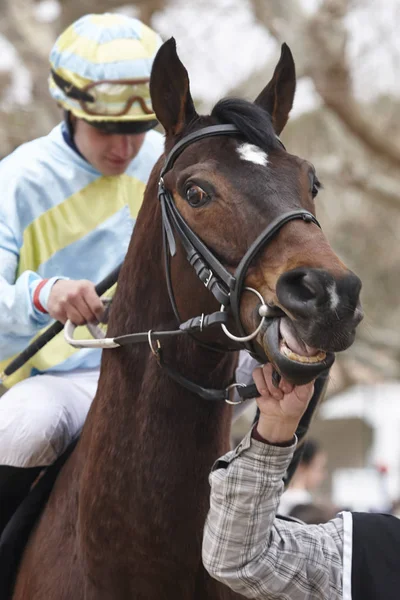 Race horse hoofd klaar om te draaien. Paddock gebied. — Stockfoto