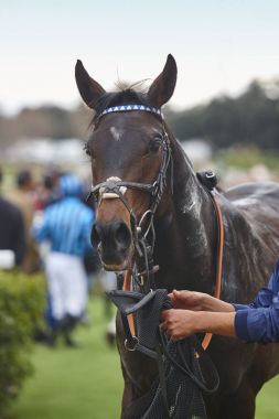 Race horse and jockey after the race. Paddock area clipart