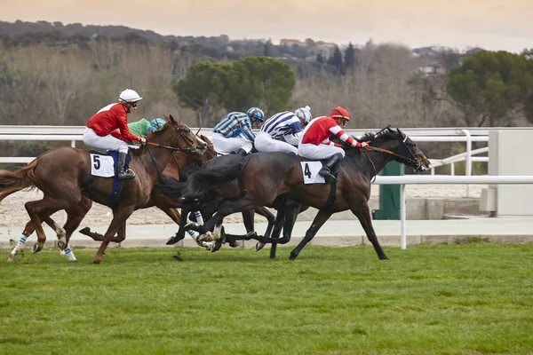 Paardenrace laatste rush. Competitie sport. Hippodroom. Winnaar. SP — Stockfoto