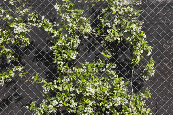 Piante verdi con recinzione su uno sfondo nero di cemento . — Foto Stock