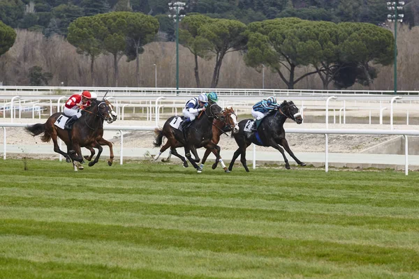 Paardenrace laatste rush. Competitie sport. Hippodroom. Winnaar. SP — Stockfoto