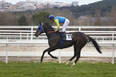 At yarışı eğitim. Rekabet spor. Hipodrom. Hız 