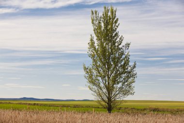 Yeşil yatay, ağaç ve gökyüzü. Gallocanta lagün. Teruel, Sp