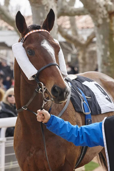 Race horse head ready to run. Paddock area.