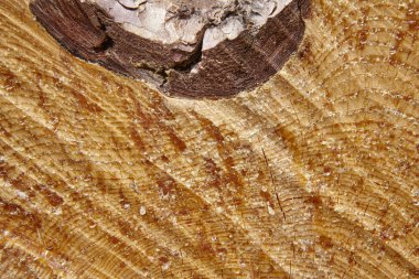 Ahşap dokulu detay reçine ile kesme bırakır. Ahşap arka plan