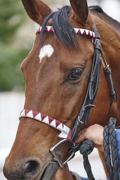 Ras hästen huvudet detalj redo att köra. Paddock område. — Stockfoto