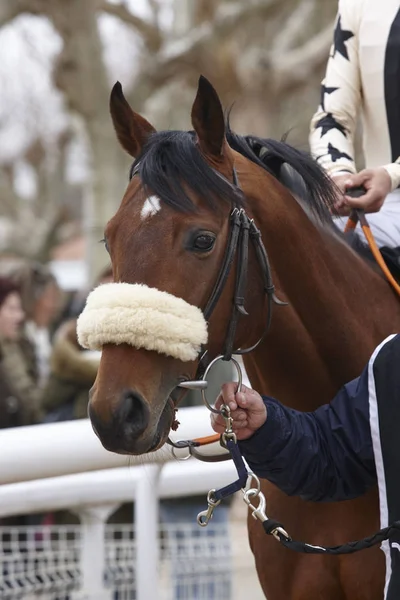 Dettaglio testa di cavallo da corsa pronto a correre. Zona paddock . — Foto Stock