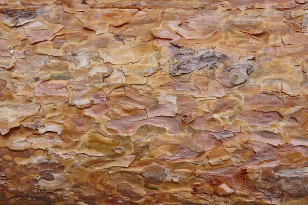 Detalhe da seção da casca da madeira do pinheiro. Indústria madeireira. Fundo da natureza — Fotografia de Stock
