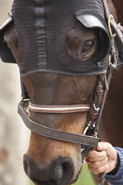 Testa di cavallo da corsa con paraocchi. Zona paddock . — Foto Stock