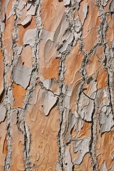 De schors van de boom van hout van de pijnboom getextureerde achtergrond. Detail van de natuur. — Stockfoto
