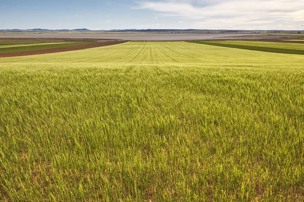 Pšeničné pole v Teruel, Španělsko. Gallocanta rybník rezerva. Letní ti — Stock fotografie