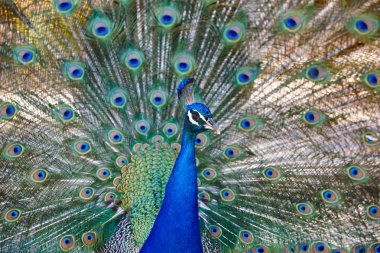 Tavus kuşu ile renkli tüyler yayıldı. Hayvan arka plan. 