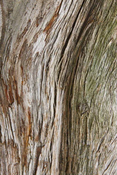 Casca de árvore fundo texturizado. Natureza detalhe . — Fotografia de Stock