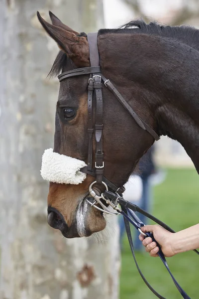 Cabeza de caballo de carrera lista para correr. Zona de Paddock . — Foto de Stock