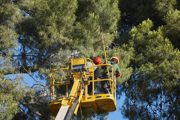 Stock image Tree work, pruning operations. Crane and pine wood 