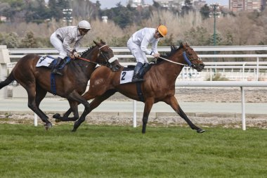 At yarışı eğitim. Rekabet spor. Hipodrom. Kazanan. Spee