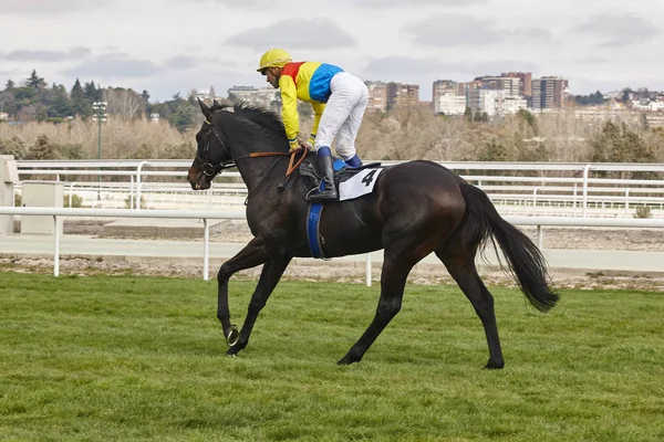 Horse race utbildning. Konkurrens sport. Hippodrome. — Stockfoto