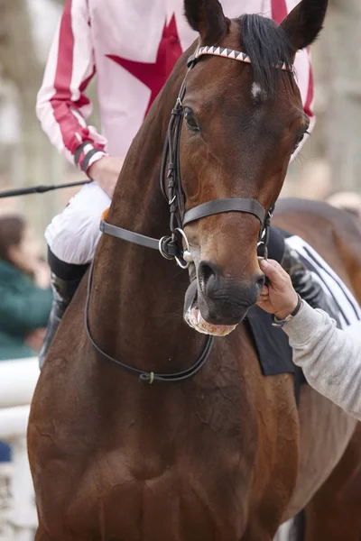 Testa di cavallo da corsa con fantino pronto a correre. Zona paddock . — Foto Stock