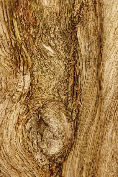 树的树皮纹理背景。自然详细. — 图库照片