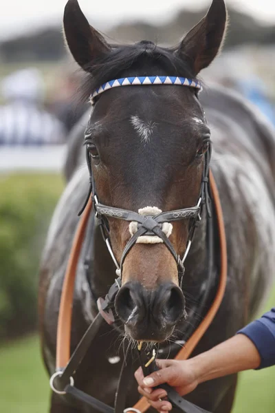 Cabeza de caballo de carrera después de la carrera. Zona de Paddock . — Foto de Stock