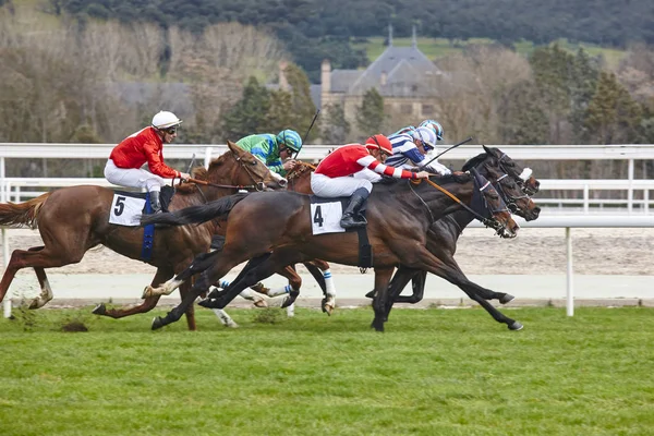 Paardenrace laatste rush. Competitie sport. Hippodroom. Winnaar. — Stockfoto