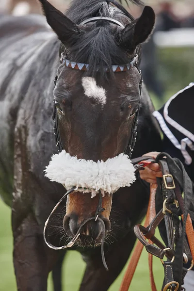 Cabeza de caballo de carrera después de la carrera. Zona de Paddock . — Foto de Stock