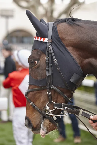 Race horse head ready to run. Paddock area.