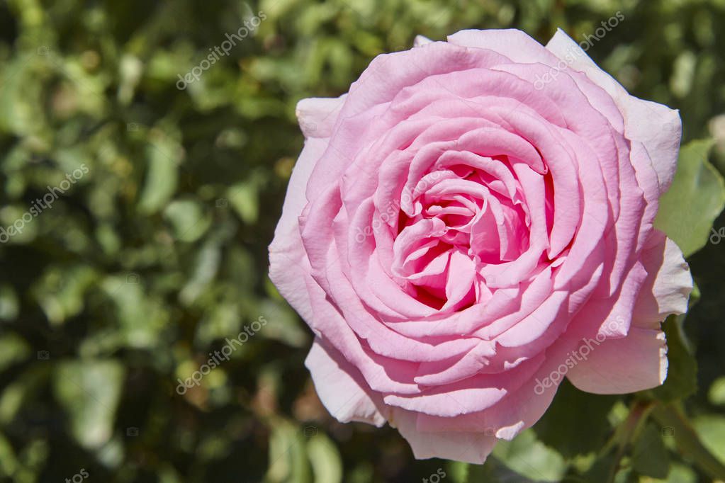 ABBPhoto