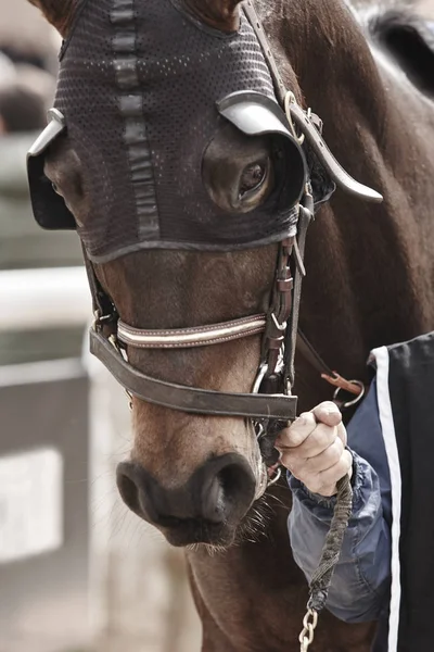 Cabeza de caballo de carrera lista para correr. Zona de Paddock . —  Fotos de Stock