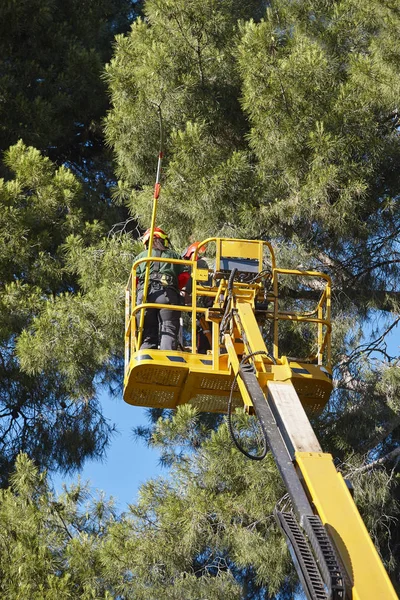 Lavori su alberi, operazioni di potatura. Gru e pineta . — Foto Stock