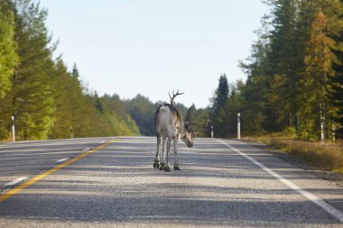 Finlandiya'da bir yol geçiş bir Ren geyiği. Fin manzara. Seyahat 