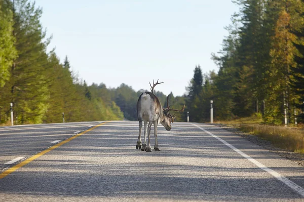 Finlandiya'da bir yol geçiş bir Ren geyiği. Fin manzara. Seyahat 
