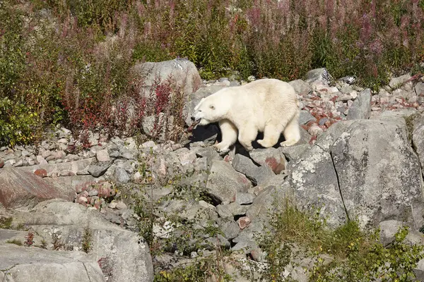 Ursa polar fêmea na selva. Natureza selvagem ambiente — Fotografia de Stock