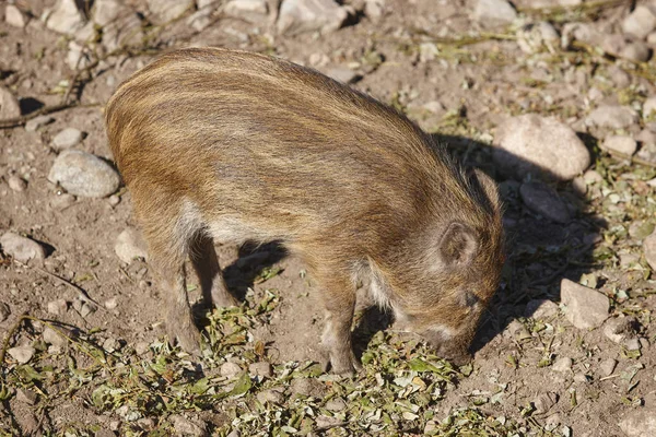 Dětská divoká prasata krmení na zemi. Zvířecí pozadí — Stock fotografie