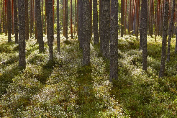 Finland trä tallskog vid solnedgången. Bakgrundsbelyst landskap. Resor — Stockfoto