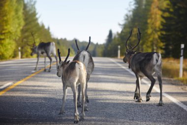 Finlandiya'da bir yol geçiş reindeers. Fin manzara. Seyahat 