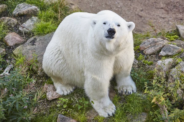 Urso polar no deserto. Animais selvagens fundo animal . — Fotografia de Stock