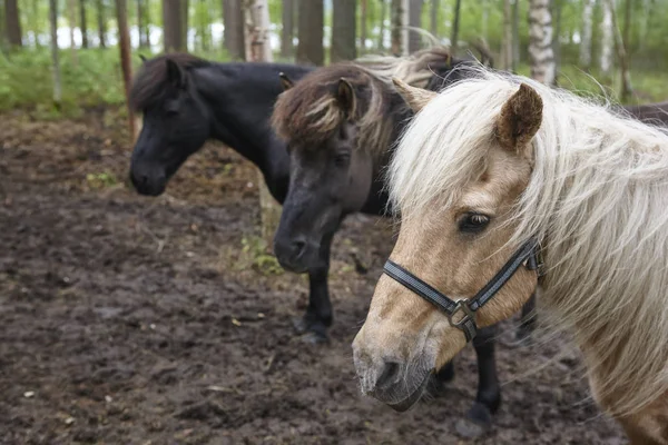 Caballos en un paisaje forestal de Finlandia. Contexto animal . —  Fotos de Stock