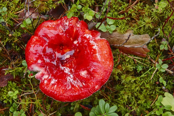 Seta con gorra roja en el bosque. Russula emetica — Foto de Stock
