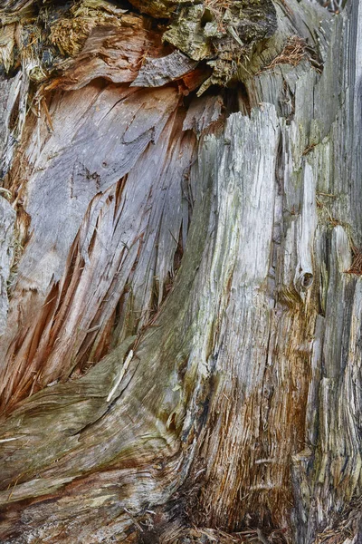 Boomstam getextureerde oppervlak detail. Achtergrond van de natuur — Stockfoto