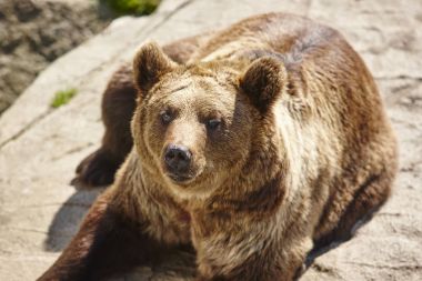 Kahverengi ayı kayanın üzerinde oturuyor. Vahşi yaşam ortamı. Hayvan 