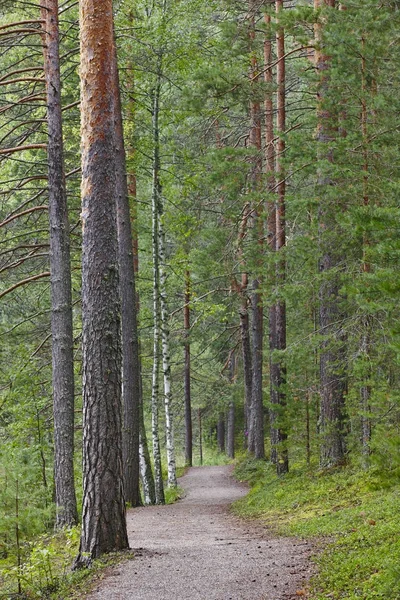 Pathway in the finnish forest. Finland nature background — Stock Photo, Image