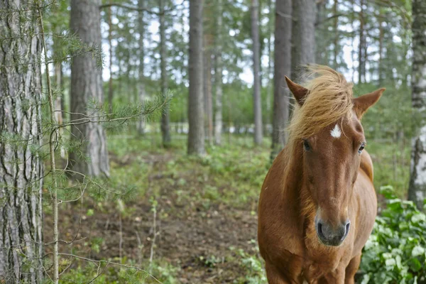 Caballo marrón en un bosque finlandés. Finlandia naturaleza fondo . — Foto de Stock