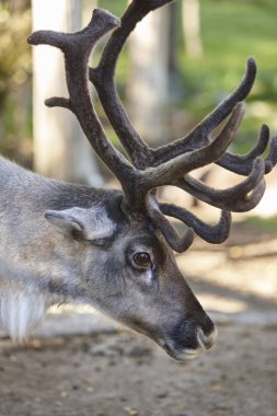 Vahşi Ren geyiği ayrıntılı olarak orman kafa. Hayvan arka plan.
