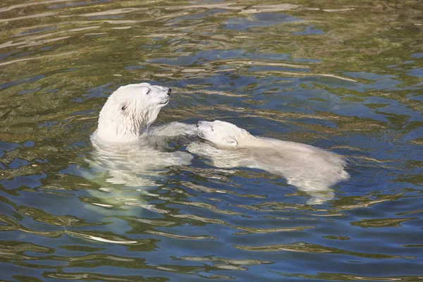 Polar bear játszik a kölyök a vízben. — Stock Fotó